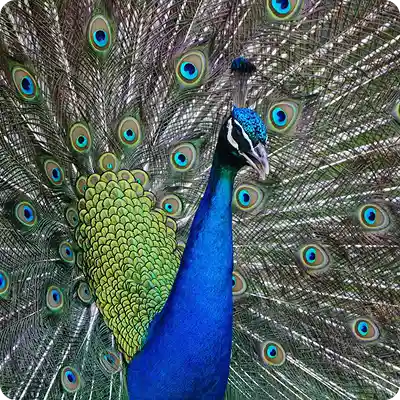 Lunugamwehera National Park Safari