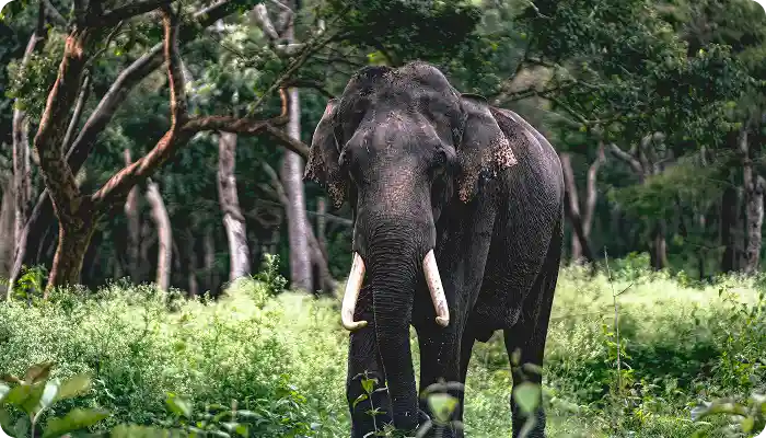 Yala National Park Safari - Full Day